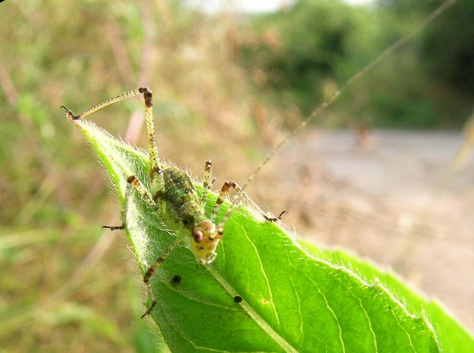 Phaneropteridae